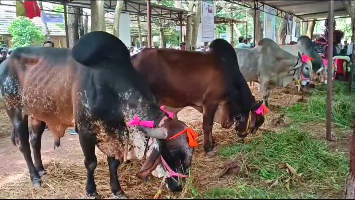 ಧಾರವಾಡ ಕೃಷಿಮೇಳದಲ್ಲಿ ಗಮನ ಸೆಳೆದ ಜಾನುವಾರು ಮೇಳ