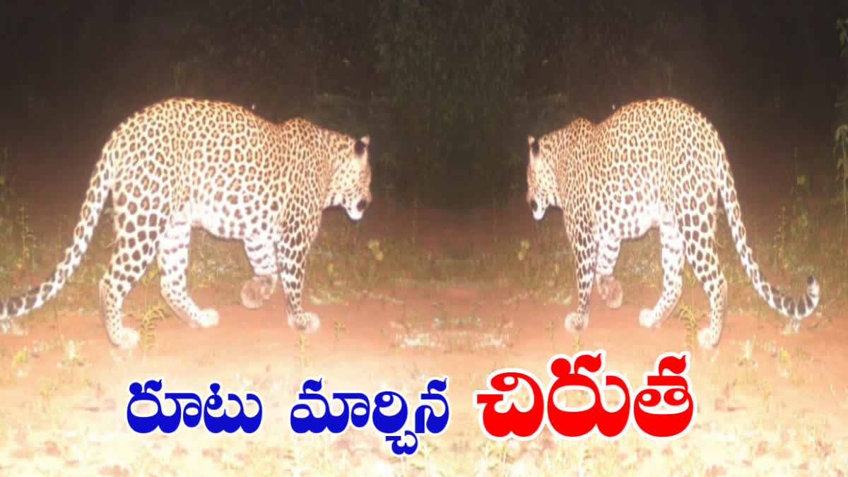 LEOPARD AT DIWANCHERUVU FOREST