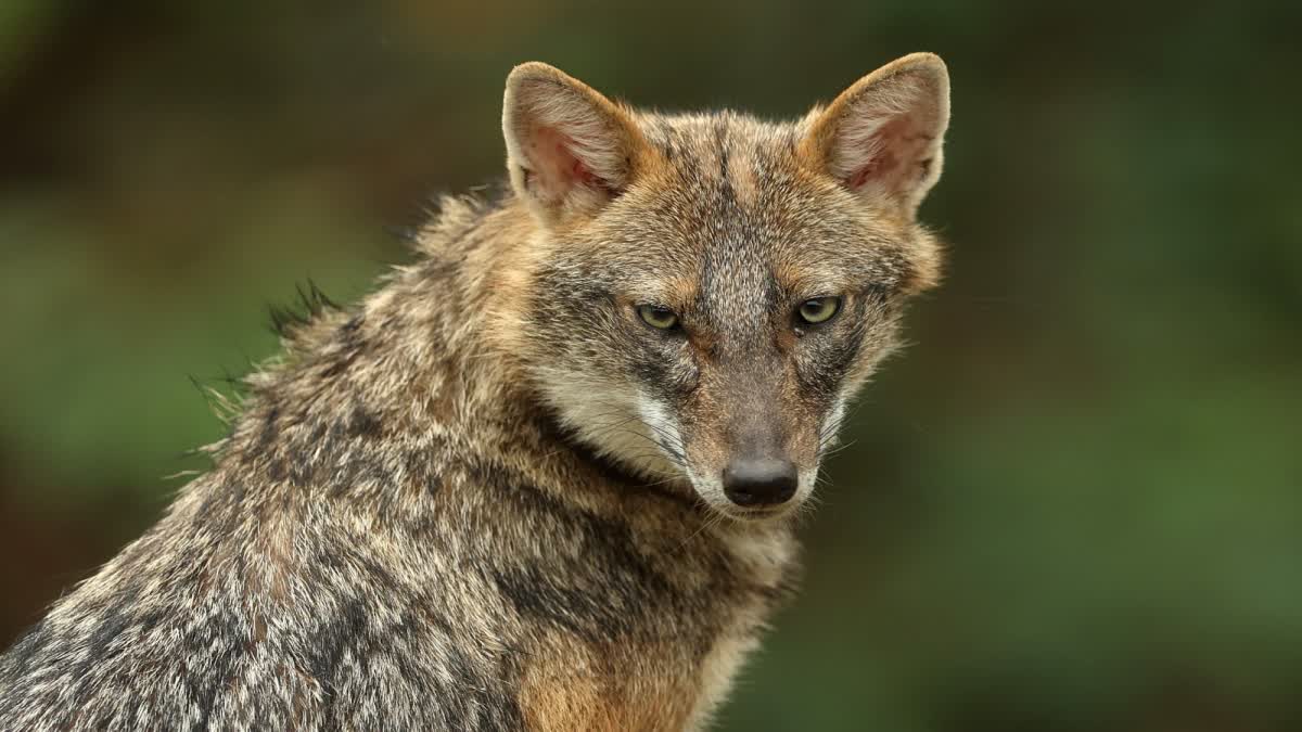 Ujjain Jackal In Colonies