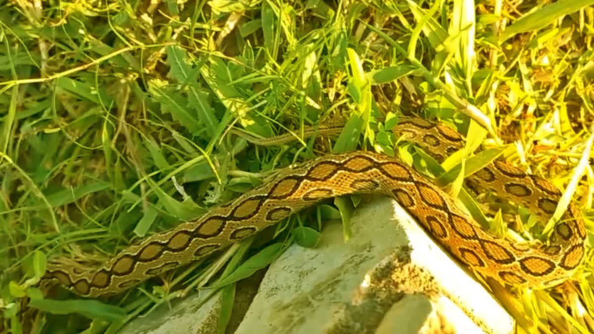 russell viper IN west champaran