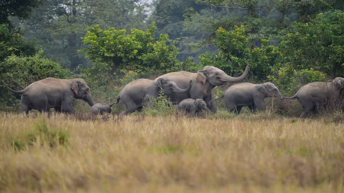 SHAHDOL ELEPHANTS DAMAGE CROPS