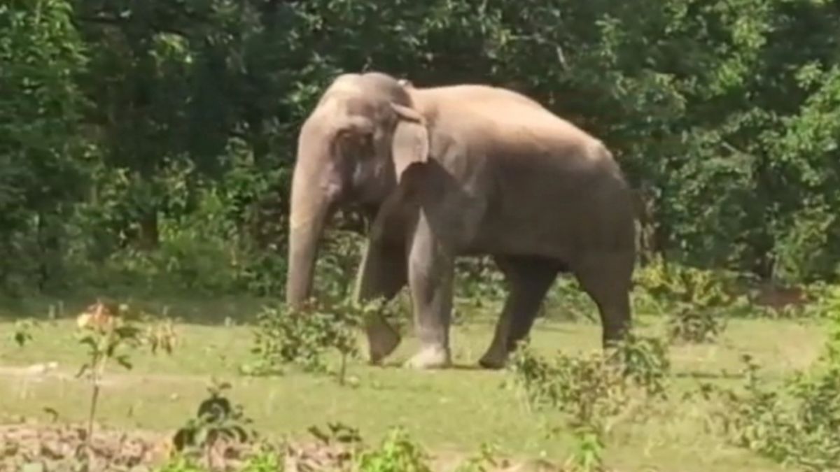 ELEPHANT TRACKERS IN SURGUJA