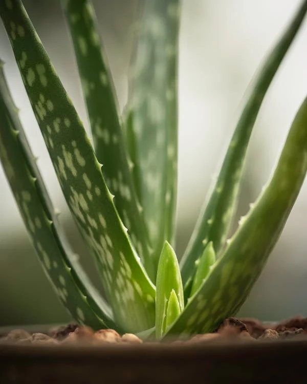 ALOE VERA FOR GLOWING SKIN  HOW TO USE ALOE VERA GEL ON FACE  KALABANDA USES IN Kannada  ALOE VERA GEL BENEFITS FOR SKIN