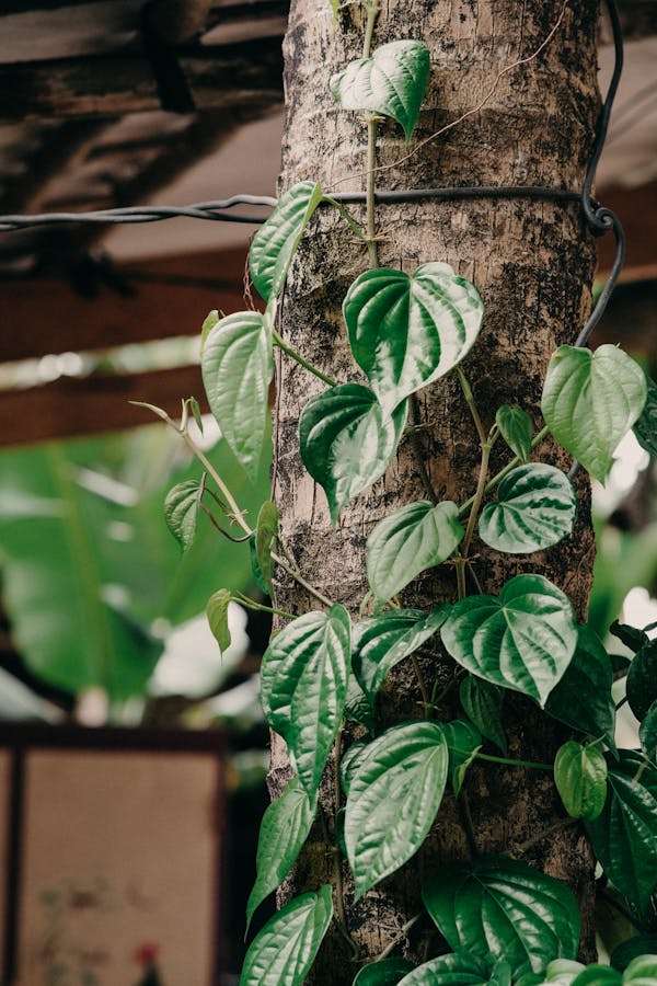 BETEL LEAVES BENEFITS IN Kannada  BETEL LEAVES USES  HEALTH BENEFITS OF BETEL LEAVES  BETEL LEAVES BENEFITS