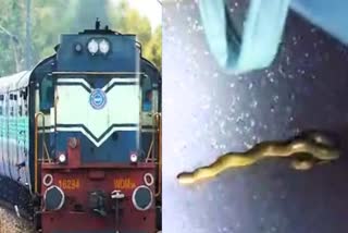 Snake In Dayodaya Express