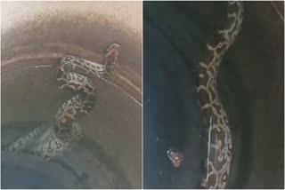 Python in Well