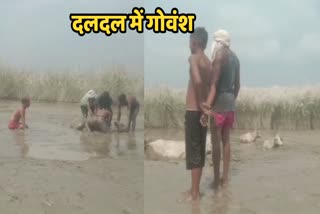 नदी किनारे दलदल में फंसी गायें.