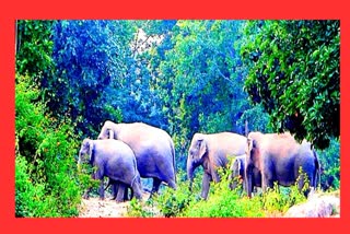 Elephant Attack In Raigarh