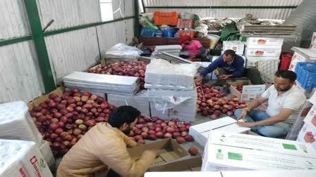 Apple Production in Harshil Valley