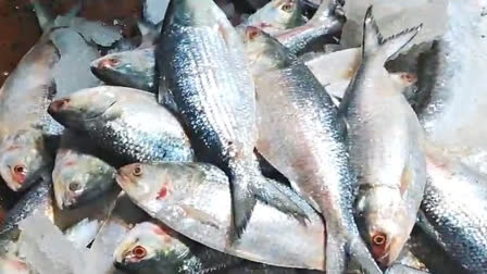 Bangladeshi Hilsa at Bengal Market