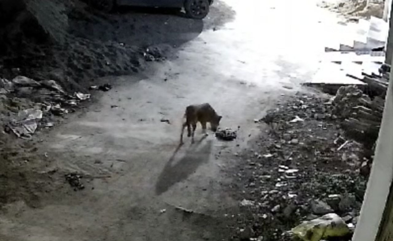 Ujjain Jackal In Colonies