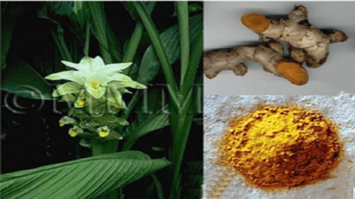 new disease in turmeric what are the impact