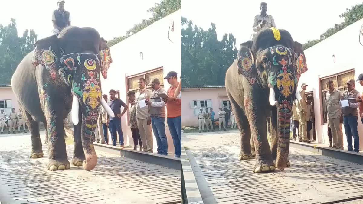 Etv Bharatweight-check-to-14-elephants-after-jambusawari-in-mysuru