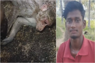 Vellore youth save monkey life