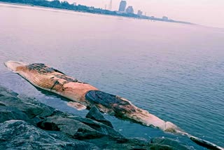 the whale  Dead Whale At Kozhikode Beach  Whale Carcass At Calicut Beach  Dead Whale Kerala  Whale Carcass Kerala  തിമിംഗല ജഡം  കോഴിക്കോട് തിമിംഗല ജഡം