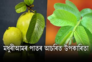 Not only guava but also its leaves have many benefits