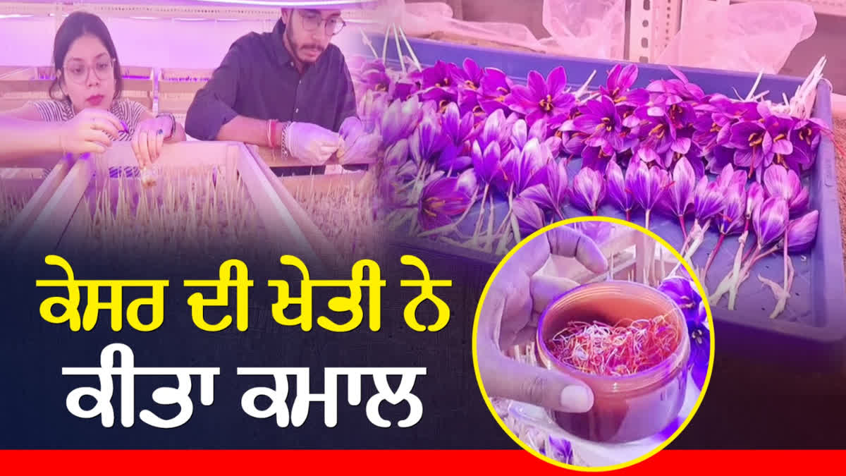 Both brothers and sisters are cultivating saffron in Ludhiana,