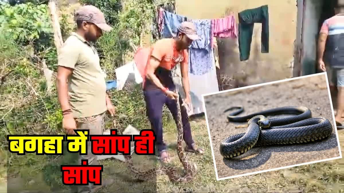 Snakes Rescue In Bagaha