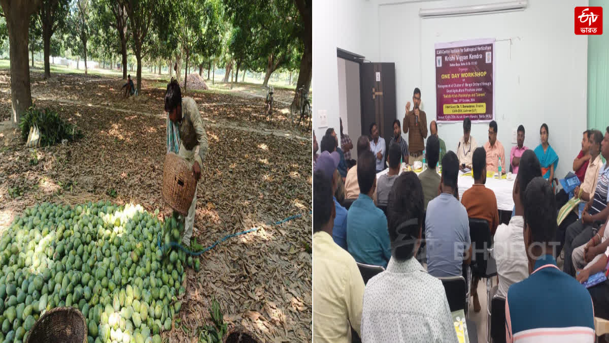 MANGO YIELD IN MALDA