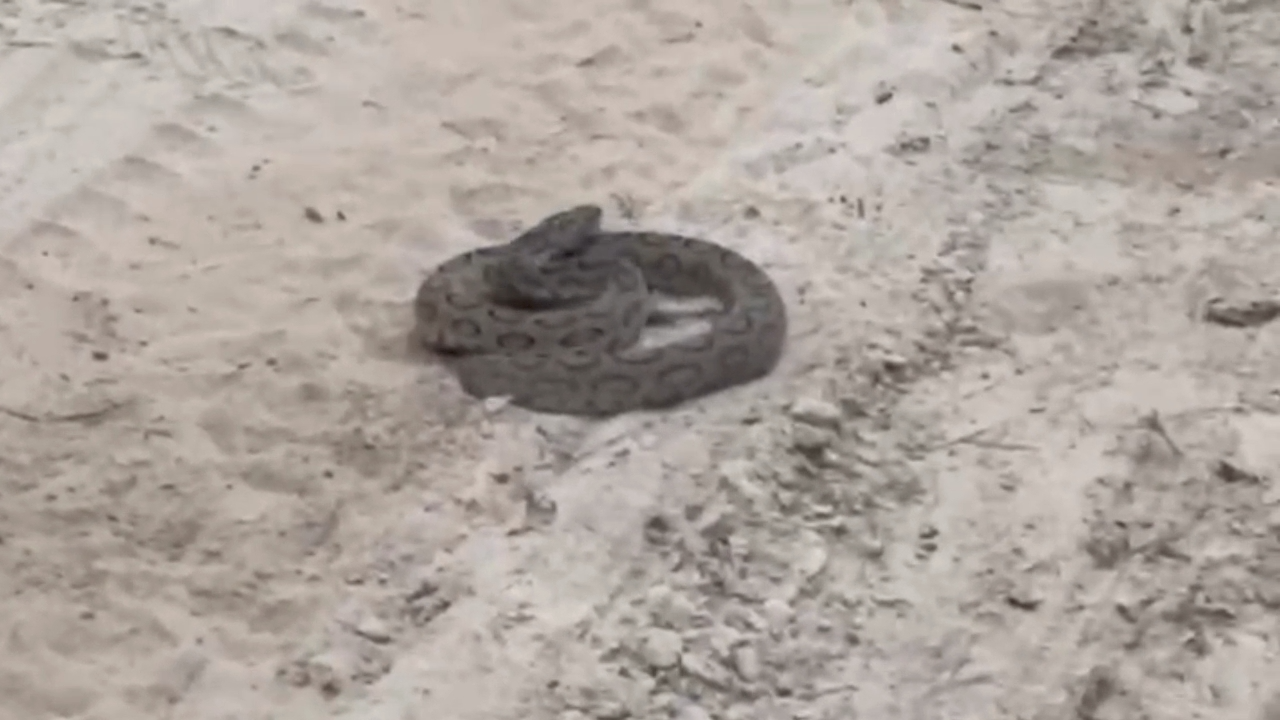 Snakes Rescue In Bagaha