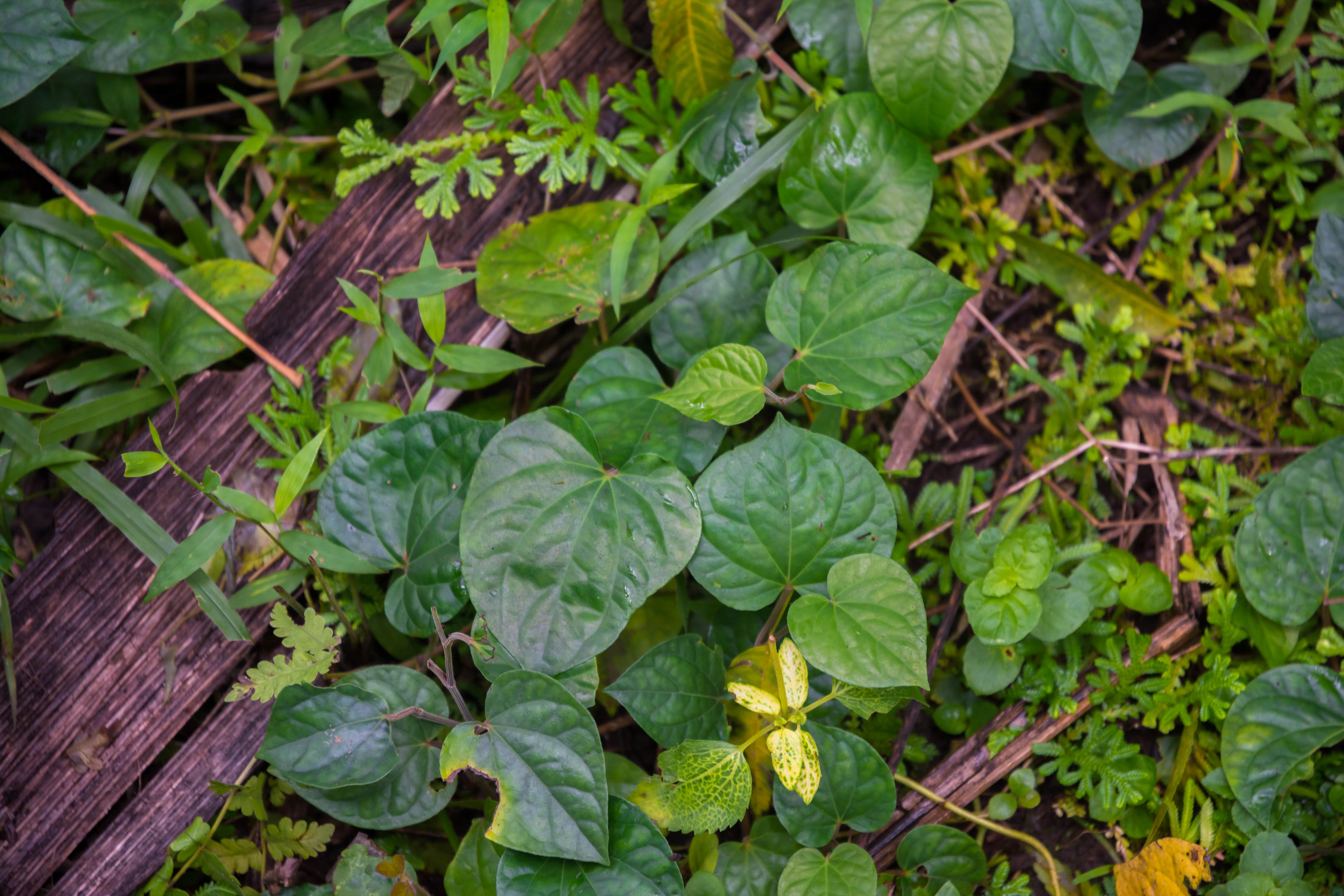 ஈரப்பதமான மண்ணில் வெற்றிலை செழிப்பாக வளரும்