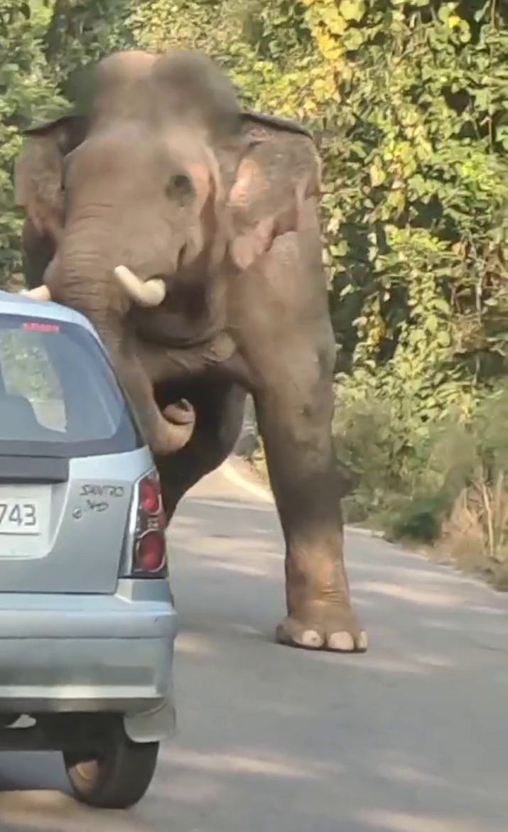 PAURI KOTDWAR HIGHWAY ELEPHANT