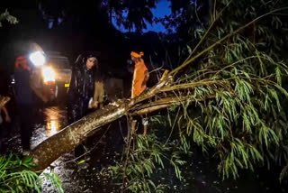 Odisha: Trees uprooted due to gusty winds and heavy downpour