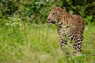 public_in_panic_due_to_leopard_wandering_in_telangana