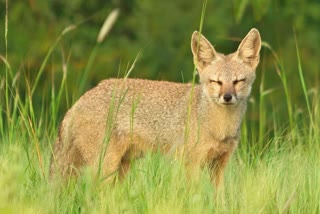 FOX ATTACK IN KOZHIKODE  ചാത്തമംഗലത്ത് കുറുക്കന്‍റെ ആക്രമണം  WILD ANIMAL ATTACK  LATEST NEWS IN MALAYALAM