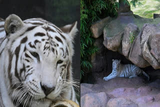 Guatemala City Zoo Opens New Enclosure For Bengal Tigers