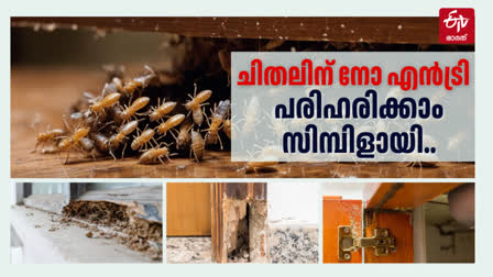 TIPS FOR PREVENT TERMITE FROM HOME  TERMITE IN HOME  ചിതല്‍ ശല്യം രൂക്ഷം  ചിതലിനെ തുരത്താം എളുപ്പത്തില്‍