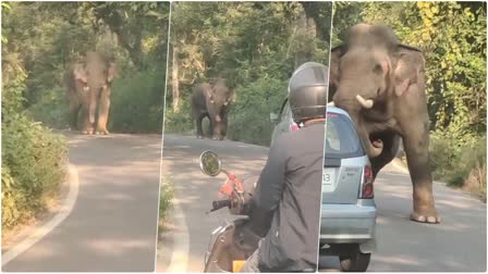 PAURI KOTDWAR HIGHWAY ELEPHANT