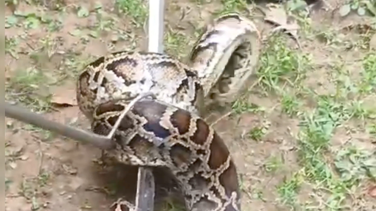 Snakes Rescue In Bagaha