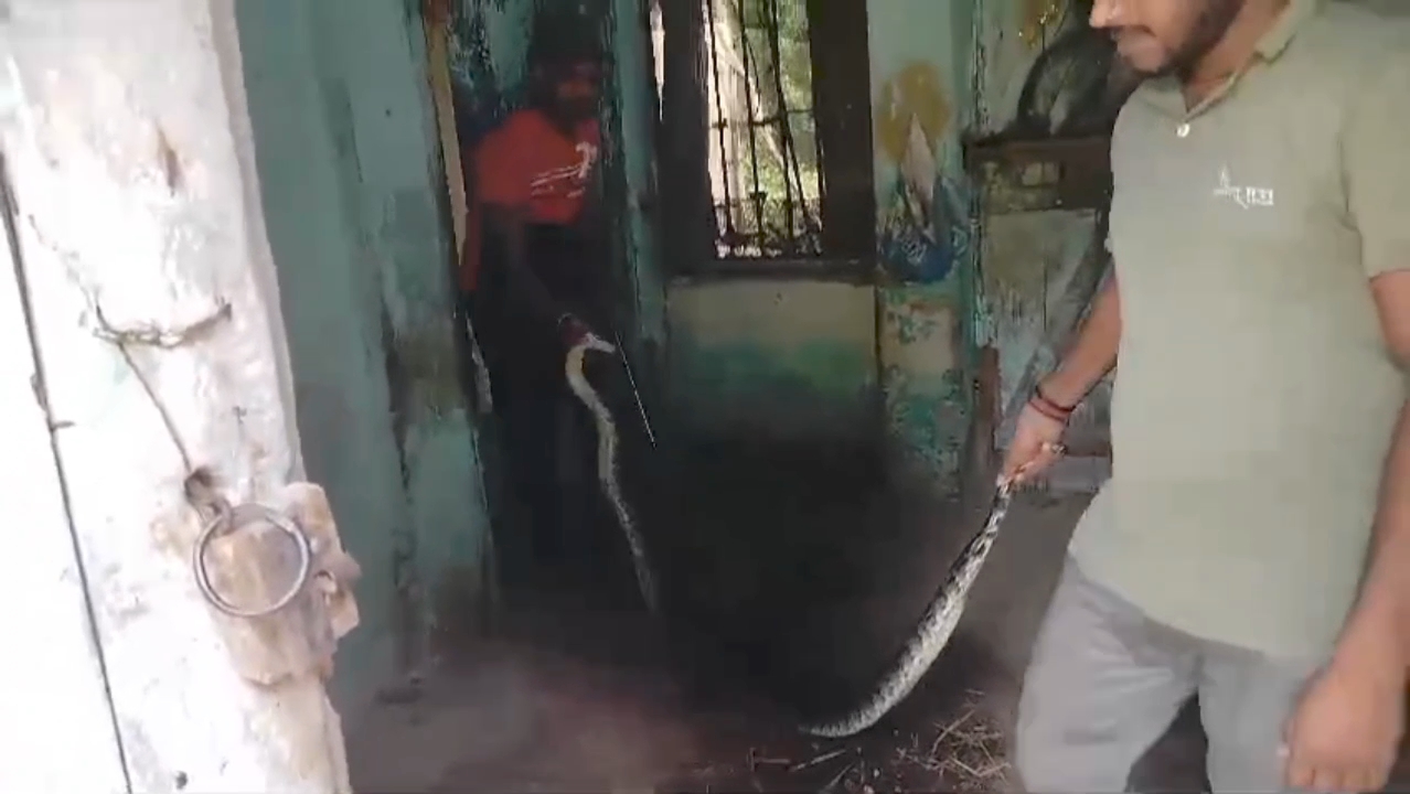 Snakes Rescue In Bagaha