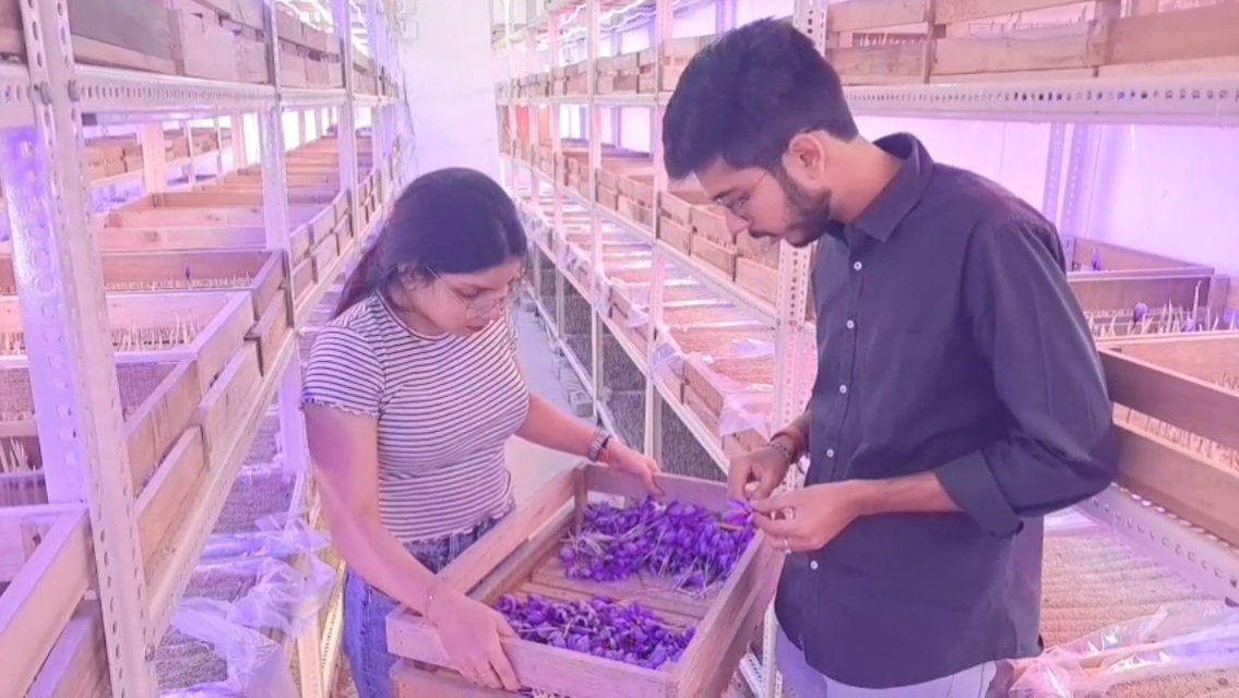 Both brothers and sisters are cultivating saffron in Ludhiana,