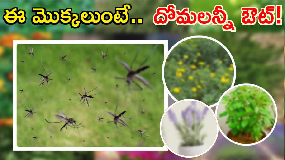 These Plants Are to Keep Mosquitoes Away From House