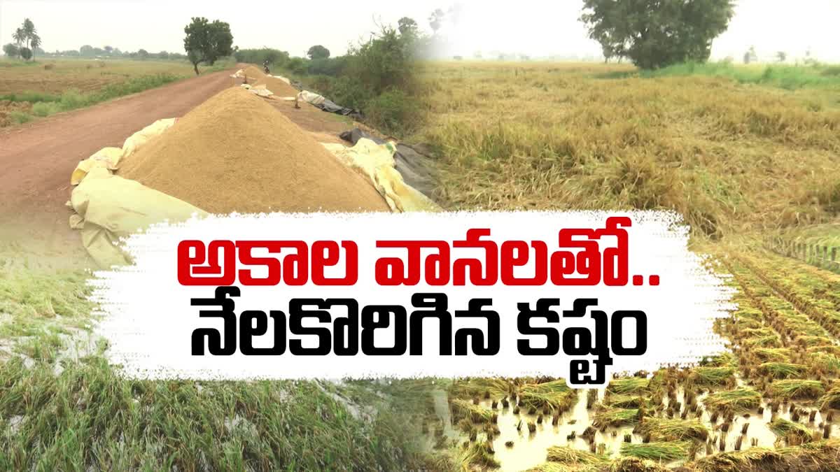 Huge_Loss_to_Paddy_Farmers_in_Eluru_District