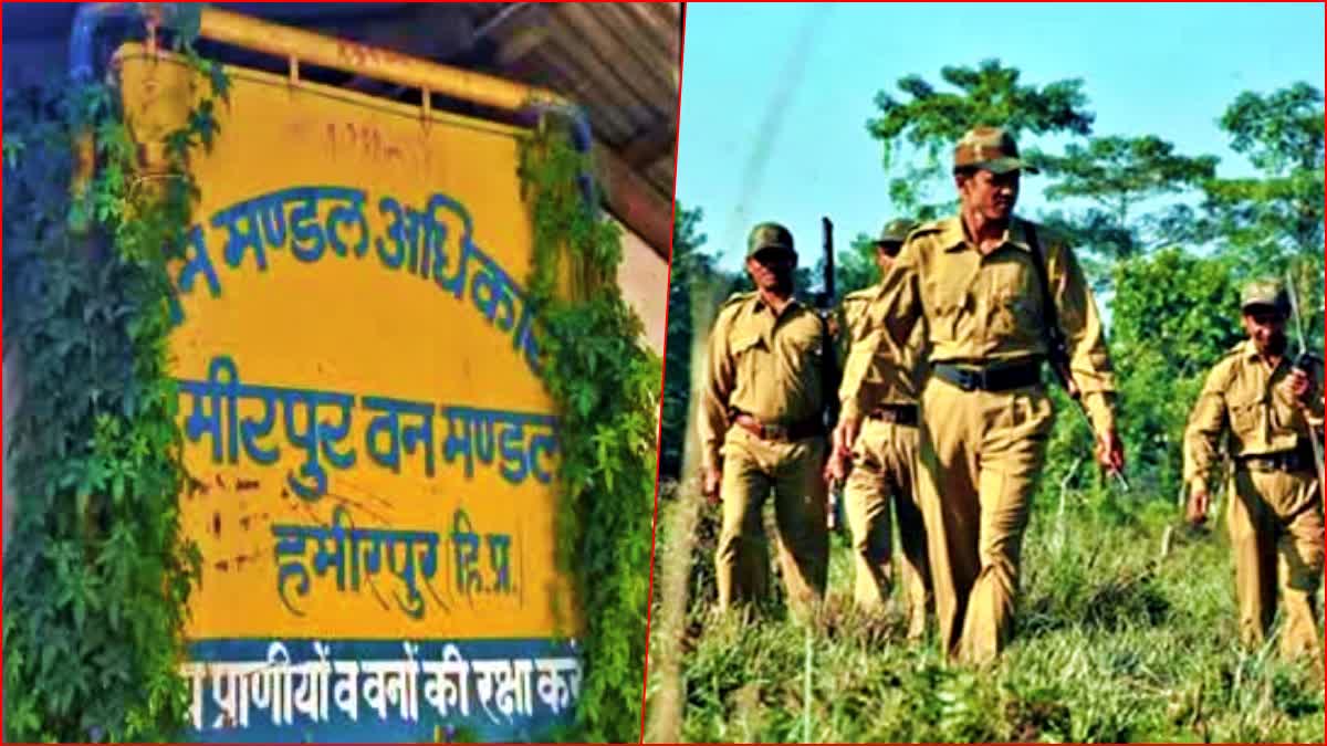 Khair Trees Illegal Cutting in Hamirpur