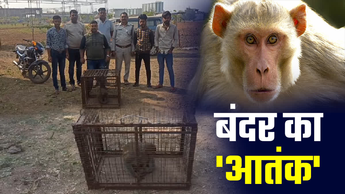 Jabalpur Monkey Menace