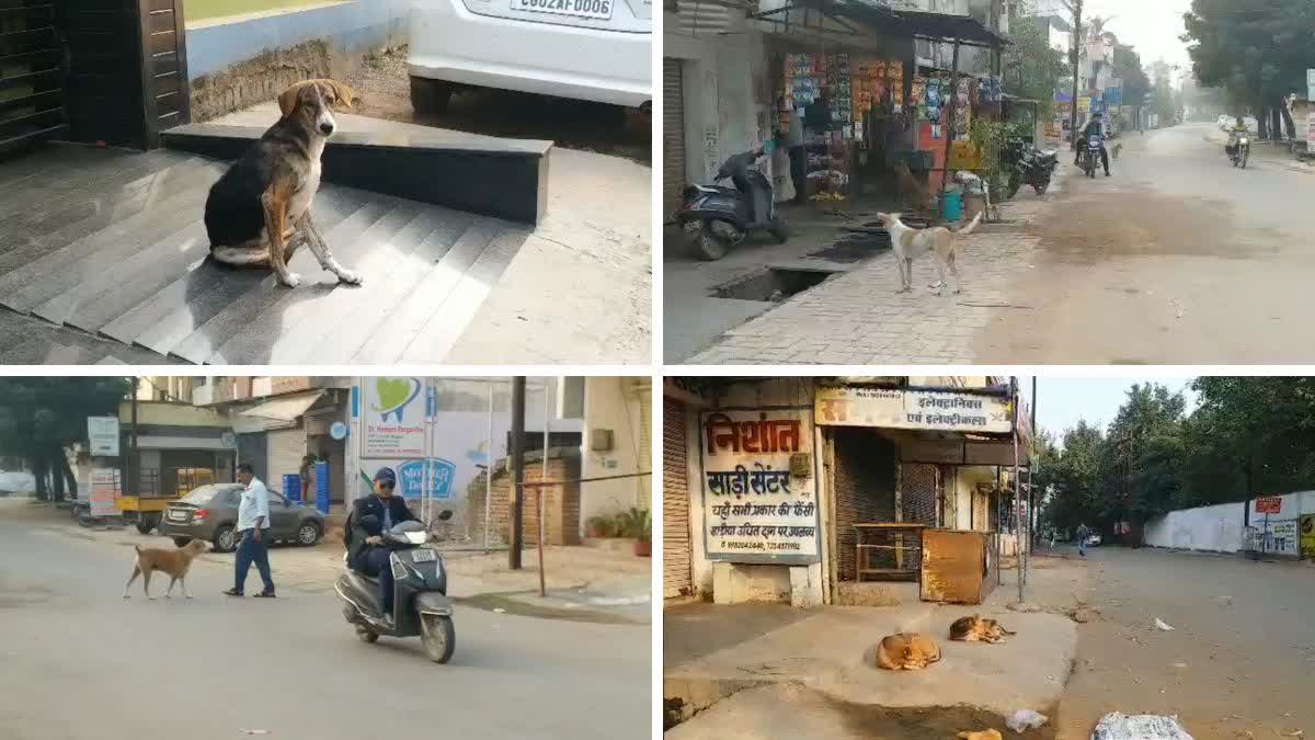 dog terror in raipur