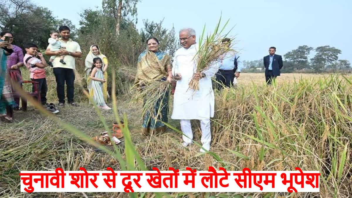 CM Bhupesh amidst fields