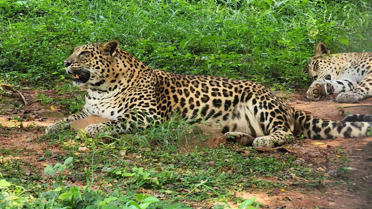 Leopard Terror in Bastar