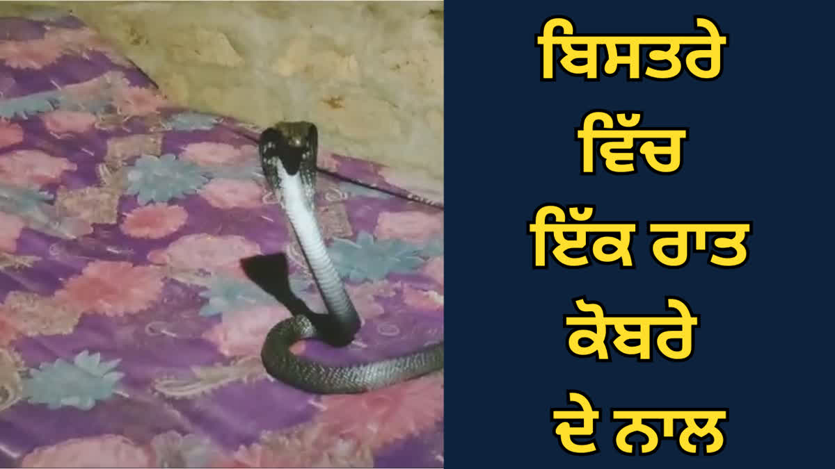 Fatehabad Cobra in Bed