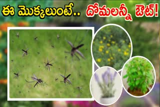 These Plants Are to Keep Mosquitoes Away From House