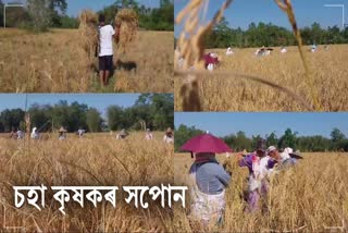 Paddy Harvesting