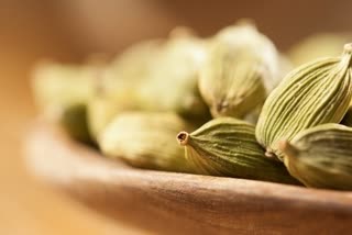 Cardamom Leaves News