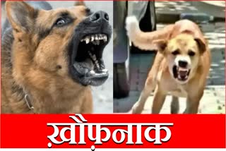 Danger Dogs Fatehabad Pet Dog attacked kid Rewari Street Dogs Scratched Dead Body in Private Hospital Haryana News