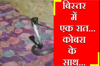 Fatehabad Cobra in Bed Whole Night Resident fear Snake Catcher Haryana News