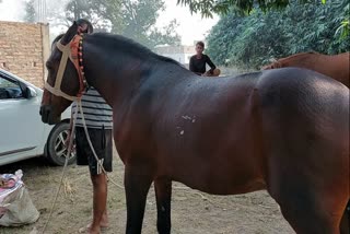 Etv Bharatbhaloo-horse-of-up-will-participate-in-horse-race-in-sonepur-fair-2023