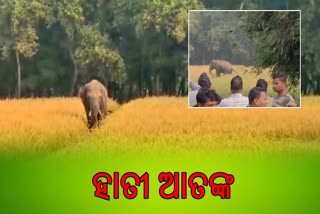 elephant terror in jajpur